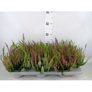 Calluna vulg.   ...mix 2