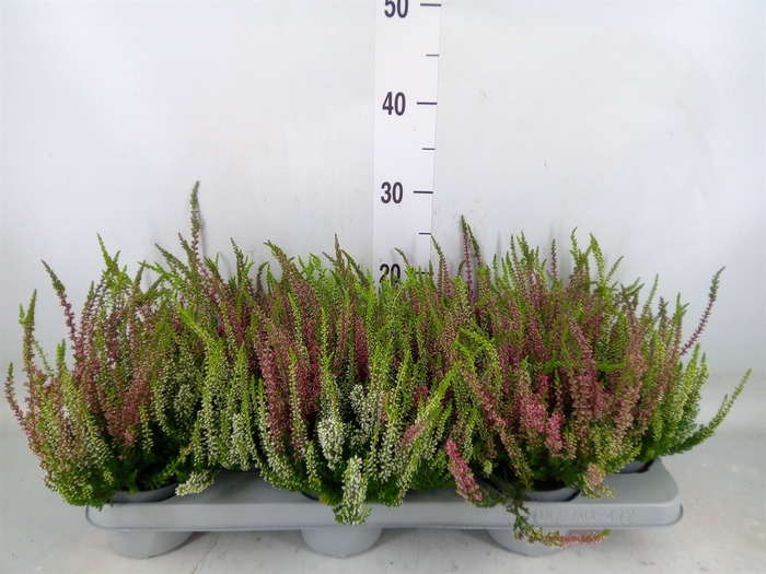 <h4>Calluna vulg.   ...mix 2</h4>