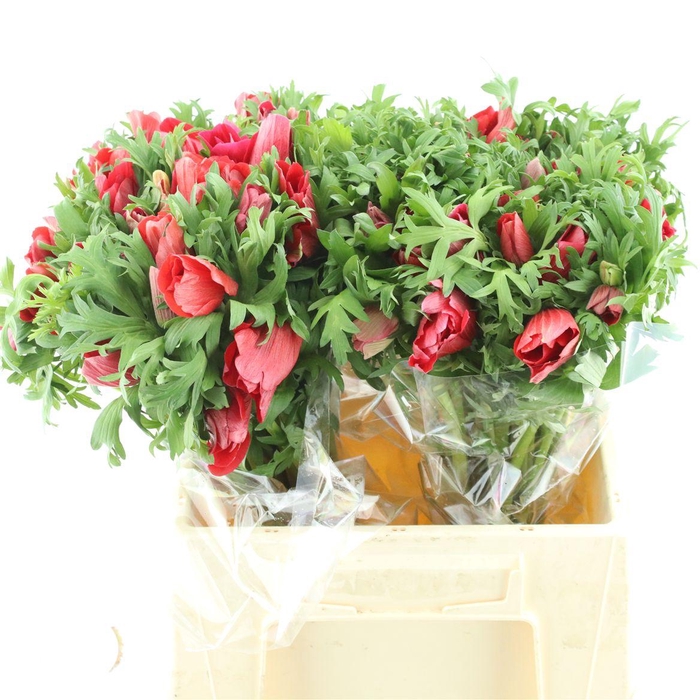 <h4>Anem Co Mar Red</h4>