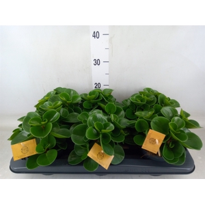 Peperomia obt. 'Green Gold'