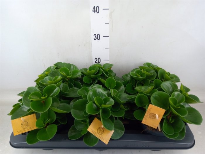 <h4>Peperomia obt. 'Green Gold'</h4>