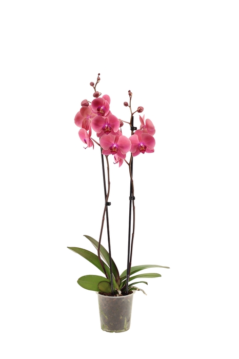 <h4>Phal Rood 2T14+</h4>