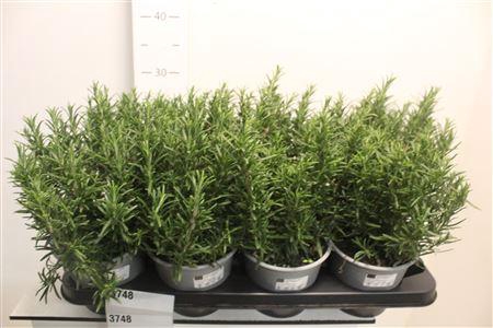 <h4>Rosmarin Of Ov</h4>