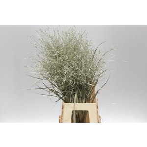 Panicum Painted Platina