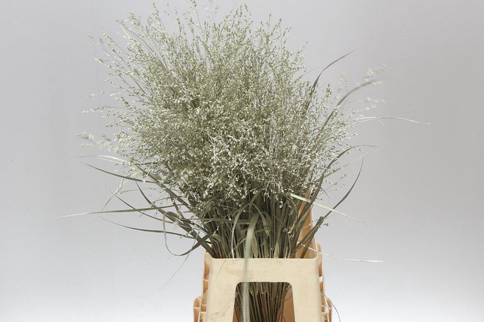 <h4>Panicum Painted Platina</h4>