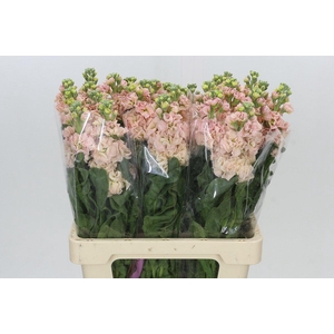 Matthiola Iron Apricot