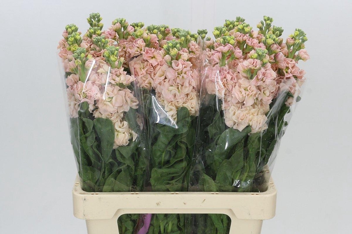 <h4>Matthiola Iron Apricot</h4>