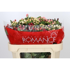 Hypericum Rainbow Romance Spray