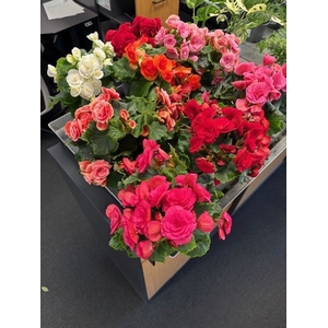 BEGONIA ELATIOR-HYBRID P12,5