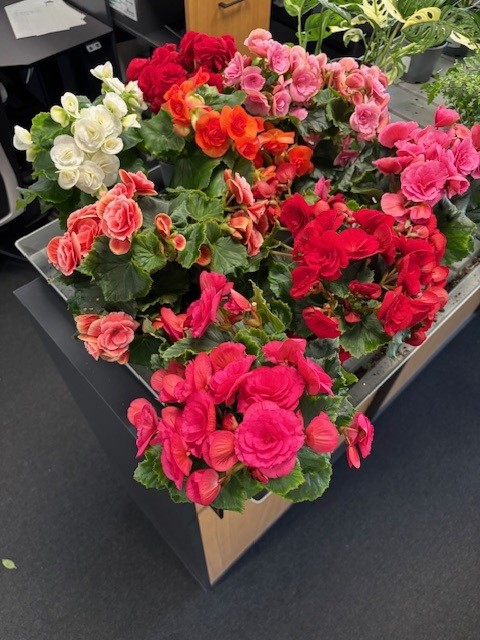 <h4>BEGONIA ELATIOR-HYBRID P12,5</h4>