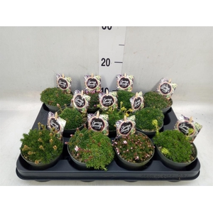 Saxifraga kabschia 'Engleria'