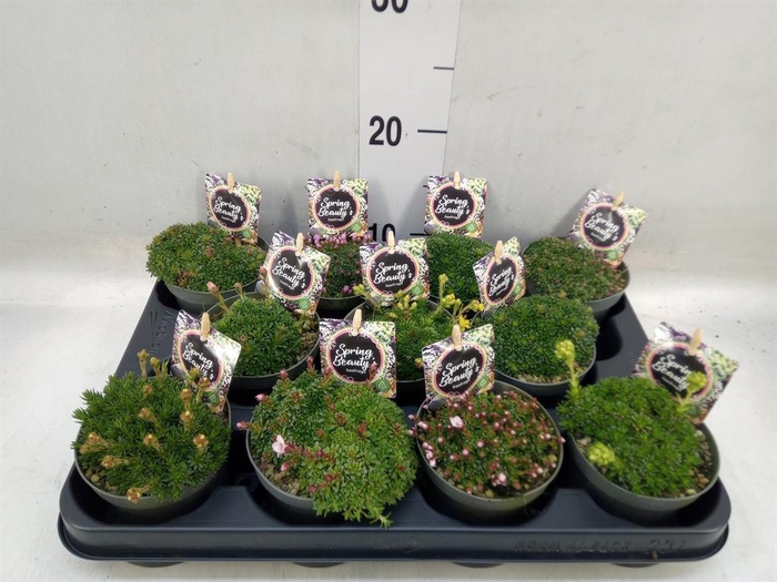 <h4>Saxifraga kabschia 'Engleria'</h4>