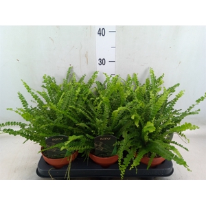 Nephrolepis cord. 'Duffii'
