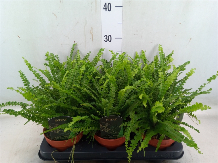<h4>Nephrolepis cord. 'Duffii'</h4>