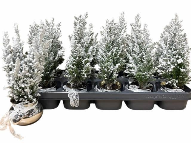 <h4>KERSTBOOM VERSIERD</h4>