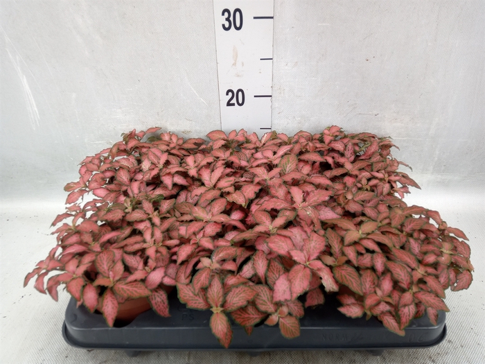 <h4>Fittonia verschaf. 'Forest Flame'</h4>