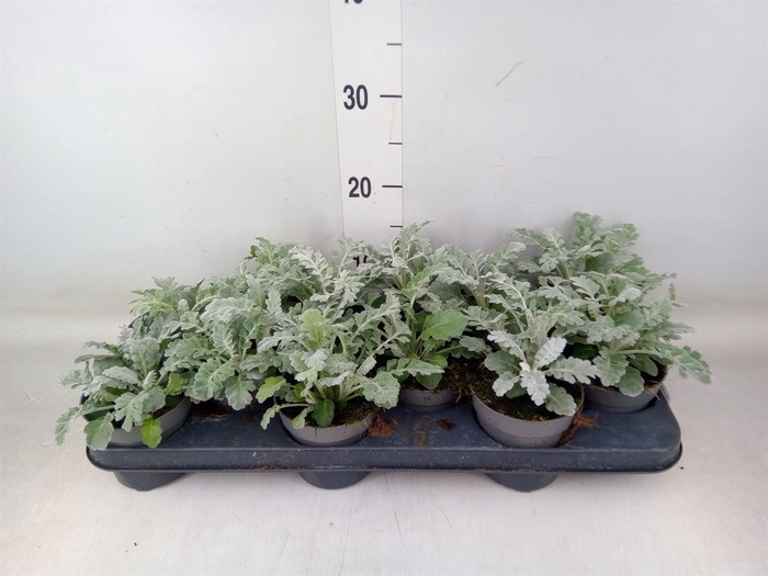 <h4>Jacobaea maritima</h4>