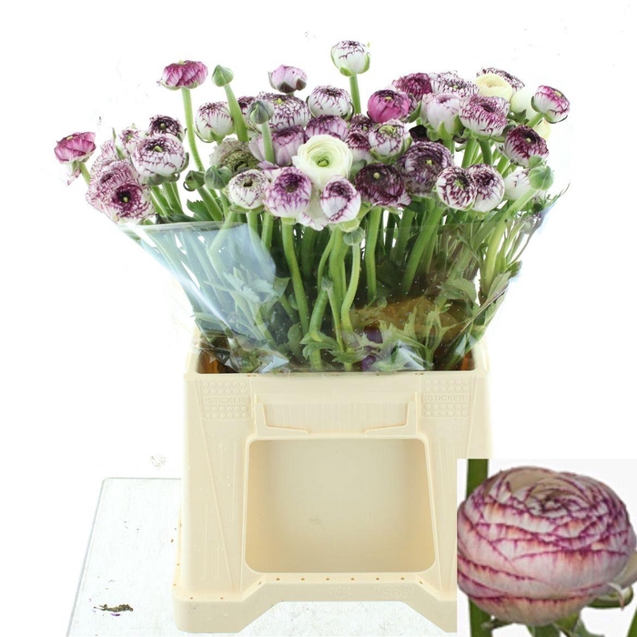 <h4>RAN ANDREA CAPPUCCIN</h4>