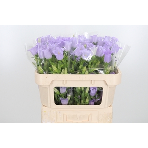 Campanula Cham Lavender