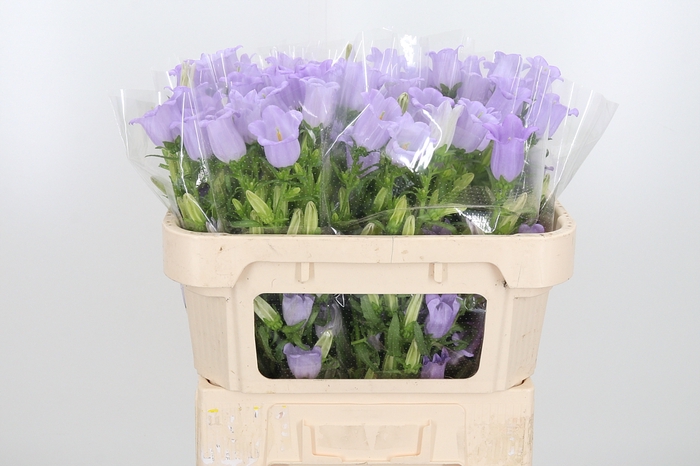 <h4>Campanula Cham Lavender</h4>