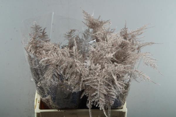 <h4>Asp Middel Getopt Champange *</h4>