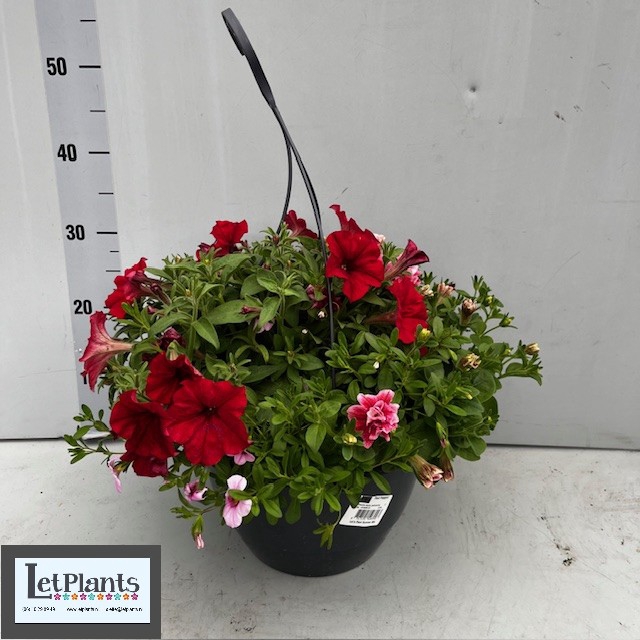 <h4>HANGING BASKETS</h4>