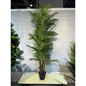 Plant Areca palm 185cm in pot green