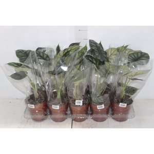 ALOCASIA DRAGON SCALE P12
