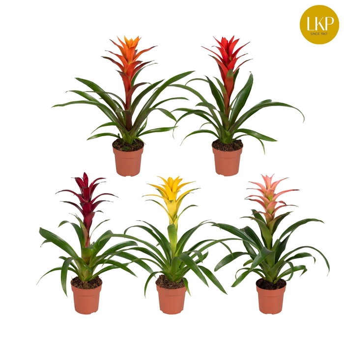 <h4>Guzmania gemengd (zonder hoes)</h4>