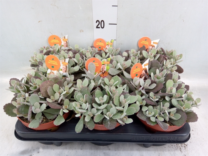 <h4>Kalanchoe NF pumila</h4>