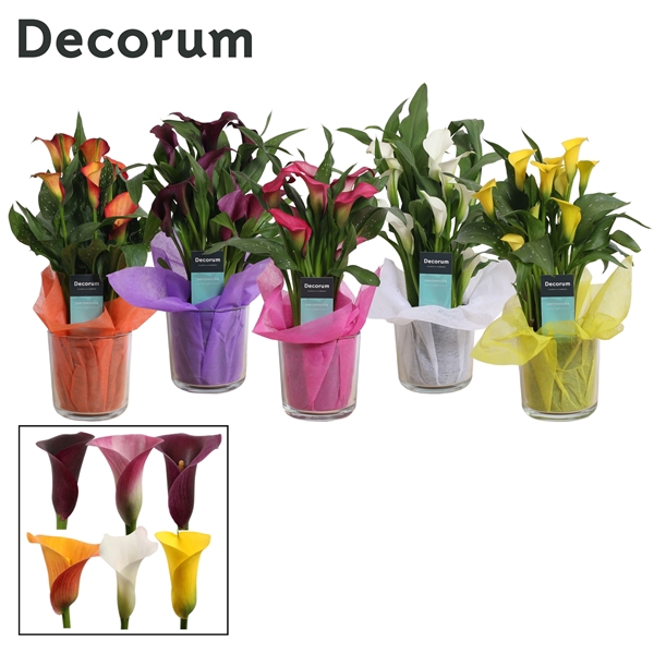 <h4>Zantedeschia Mix in Claudia Glas (Decorum)</h4>