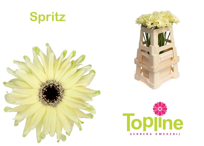 <h4>GE KV PASTINI SPRITZ</h4>