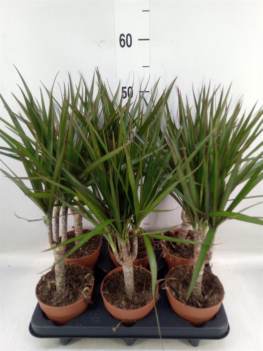 <h4>Dracaena marg.</h4>