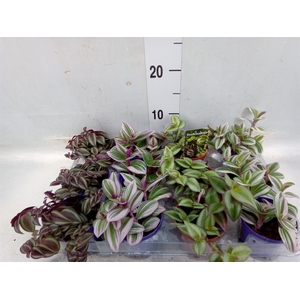 Tradescantia   ...mix