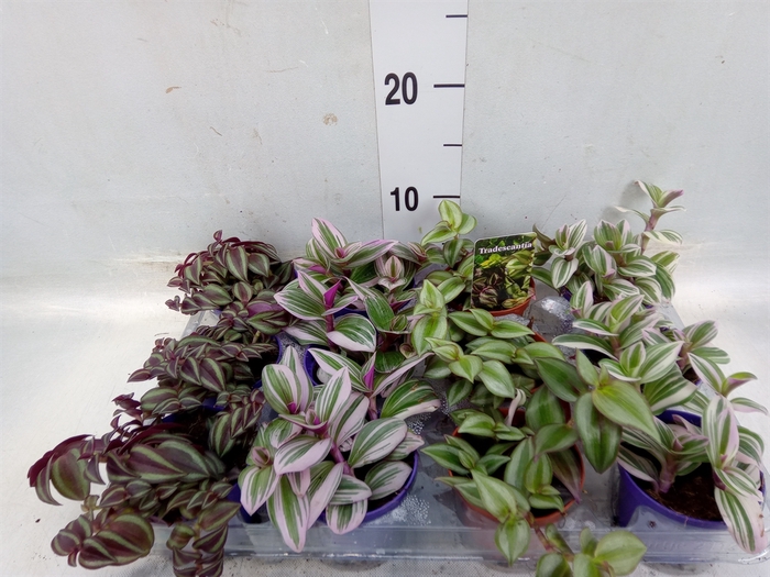 <h4>Tradescantia   ...mix</h4>