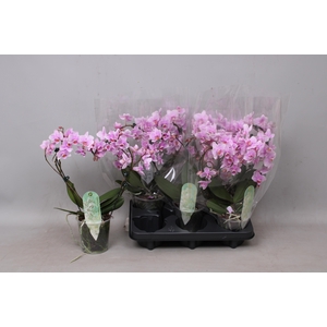PHAL MF OV ROZE