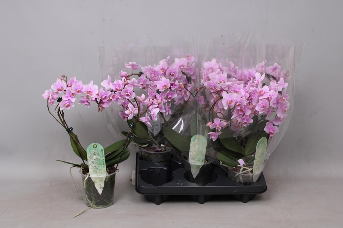 <h4>PHAL MF OV ROZE</h4>