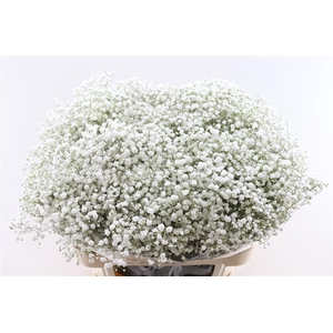 Gyps Pa Cosmic 40 Gram So