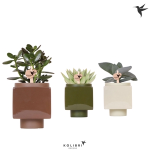 Kolibri Greens Succulenten mix in Cube pot mix