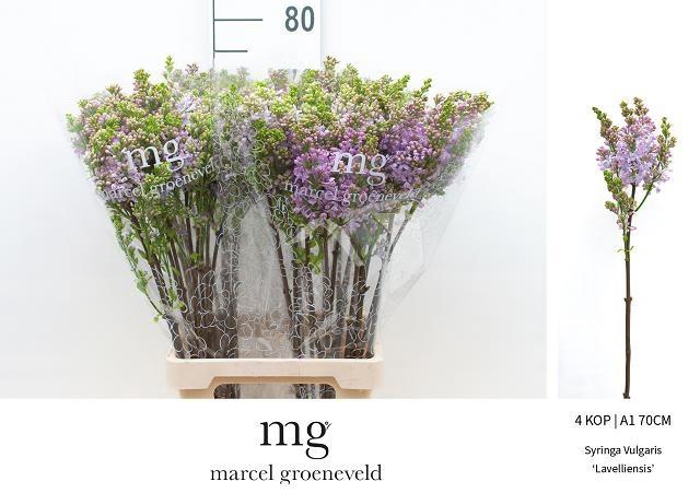 <h4>SYR V LAVALIENSIS</h4>