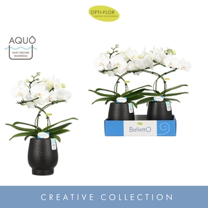 Phalaenopsis wit meer takken