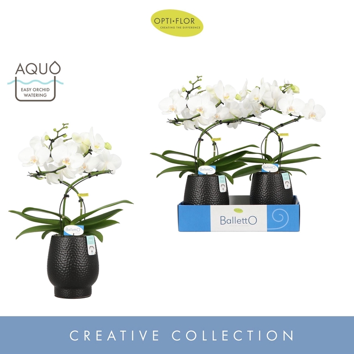 <h4>Phalaenopsis wit meer takken</h4>