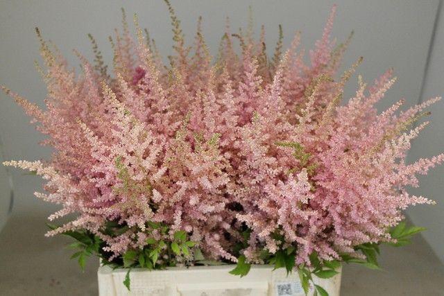 <h4>ASTIL AR ERIKA</h4>