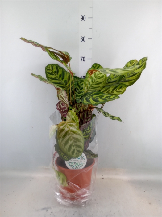 <h4>Calathea makoyana</h4>