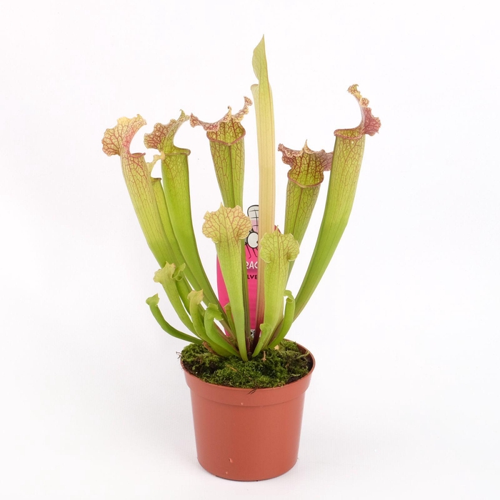 <h4>Sarracenia Velvet</h4>