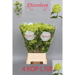 VIBURNUM ROSEUM ST