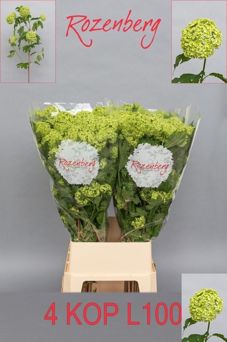 <h4>VIBURNUM ROSEUM ST</h4>