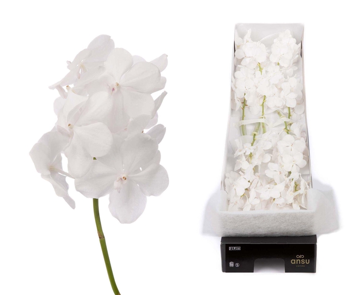 <h4>Vanda 'Tayanee Diamond White'</h4>