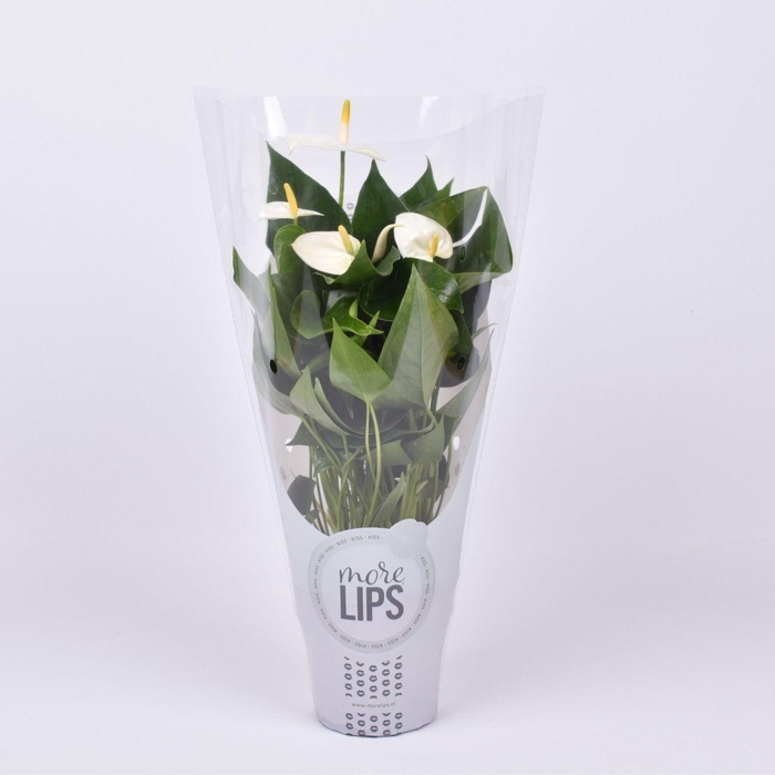 <h4>MoreLips® Anthurium Cocos in ShowHoes</h4>