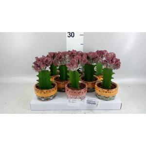 Euphorbia lactea 'Cristata'